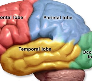 lobi cervello